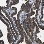 Kir4.2 (KCNJ15) Antibody in Immunohistochemistry (Paraffin) (IHC (P))
