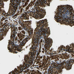 Kir4.2 (KCNJ15) Antibody in Immunohistochemistry (Paraffin) (IHC (P))