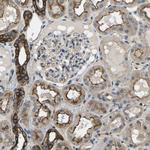Kir4.2 (KCNJ15) Antibody in Immunohistochemistry (Paraffin) (IHC (P))