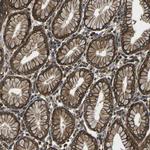 Kir4.2 (KCNJ15) Antibody in Immunohistochemistry (Paraffin) (IHC (P))