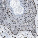 p400 Antibody in Immunohistochemistry (Paraffin) (IHC (P))