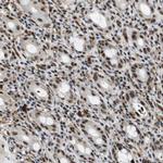 p400 Antibody in Immunohistochemistry (Paraffin) (IHC (P))