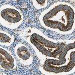 TMTC1 Antibody in Immunohistochemistry (Paraffin) (IHC (P))