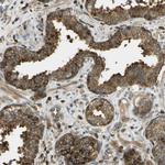 TMTC1 Antibody in Immunohistochemistry (Paraffin) (IHC (P))