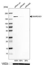 SMARCAD1 Antibody in Western Blot (WB)