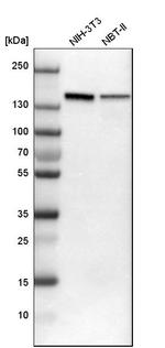 SMARCAD1 Antibody in Western Blot (WB)