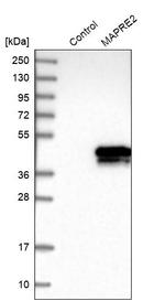 MAPRE2 Antibody in Western Blot (WB)