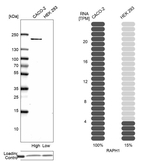 RAPH1 Antibody in Western Blot (WB)