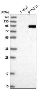PTPDC1 Antibody in Western Blot (WB)
