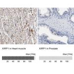 XIRP1 Antibody in Immunohistochemistry (IHC)