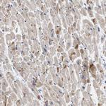 XIRP1 Antibody in Immunohistochemistry (IHC)