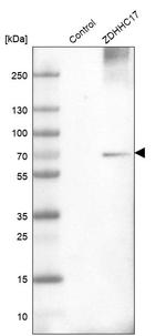 ZDHHC17 Antibody in Western Blot (WB)
