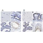 TSGA2 Polyclonal Antibody