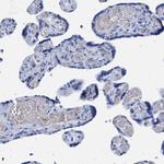 TSGA2 Antibody in Immunohistochemistry (IHC)