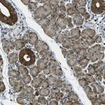 TMEM19 Polyclonal Antibody