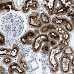 FAM151A Antibody in Immunohistochemistry (Paraffin) (IHC (P))