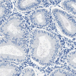 FAM151A Antibody in Immunohistochemistry (Paraffin) (IHC (P))