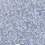 FAM151A Antibody in Immunohistochemistry (Paraffin) (IHC (P))
