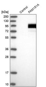 FAM151A Antibody in Western Blot (WB)