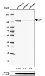 FAM62A Antibody