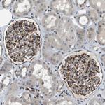 FAM62A Antibody in Immunohistochemistry (IHC)