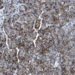 SLC16A10 Antibody in Immunohistochemistry (Paraffin) (IHC (P))