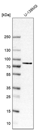 CTIF Antibody in Western Blot (WB)