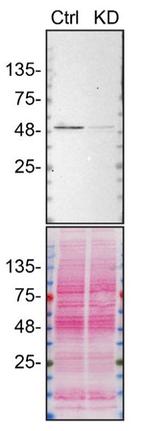 hnRNP H2 Antibody in Western Blot (WB)