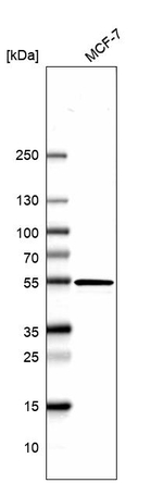 hnRNP H2 Antibody in Western Blot (WB)