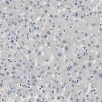 ENPP5 Antibody in Immunohistochemistry (IHC)