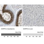 ENPP5 Antibody