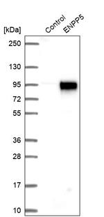 ENPP5 Antibody in Western Blot (WB)
