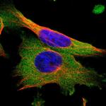 Seryl-tRNA synthetase Antibody in Immunocytochemistry (ICC/IF)