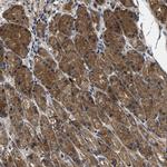 GALK1 Polyclonal Antibody