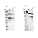 DAP5 Antibody in Western Blot (WB)