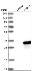 RAB21 Antibody in Western Blot (WB)