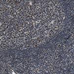 ISY1 Polyclonal Antibody