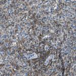 RIAM Antibody in Immunohistochemistry (IHC)