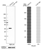 PDLIM1 Antibody in Western Blot (WB)