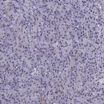 MRG Antibody in Immunohistochemistry (Paraffin) (IHC (P))