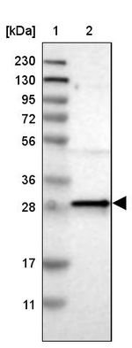 MRG Antibody in Western Blot (WB)