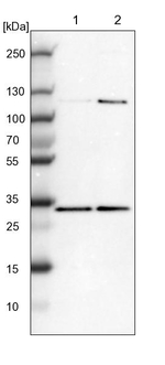 MRG Antibody in Western Blot (WB)