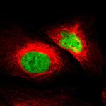 ZNF207 Polyclonal Antibody