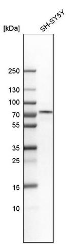 GATAD2B Antibody in Western Blot (WB)