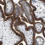 DNAJB11 Antibody in Immunohistochemistry (IHC)