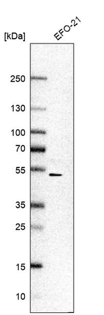 PRCP Antibody in Western Blot (WB)