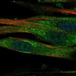 GALNT15 Polyclonal Antibody