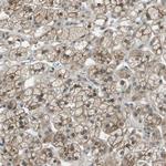 Syndecan 3 Antibody in Immunohistochemistry (Paraffin) (IHC (P))