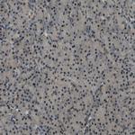 Syndecan 3 Antibody in Immunohistochemistry (Paraffin) (IHC (P))