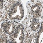 Syndecan 3 Antibody in Immunohistochemistry (Paraffin) (IHC (P))
